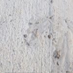CEMENT